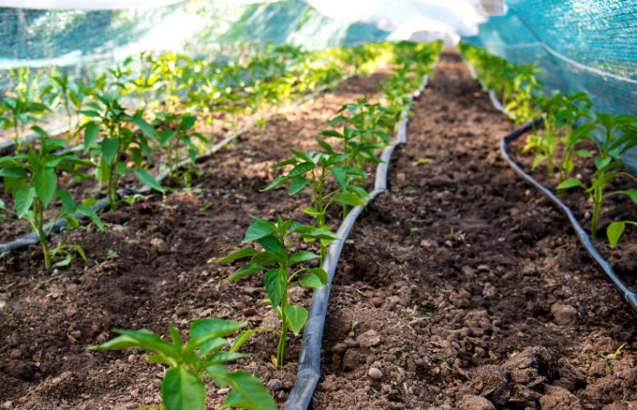 Bewässerung Gemüsebeete, Gartenoase Beregnungen Erlangen